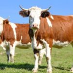 is cow manure good for roses