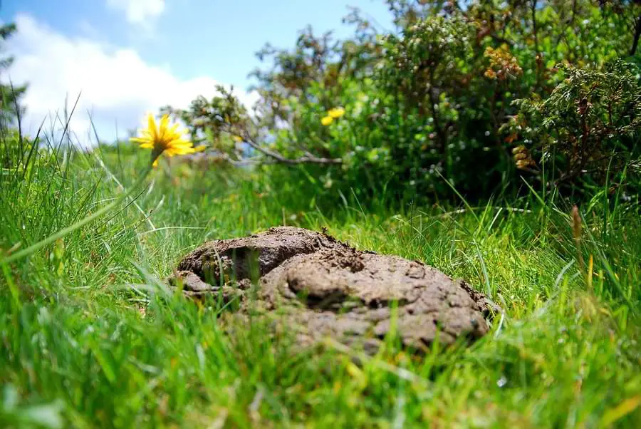 is cow manure good for roses