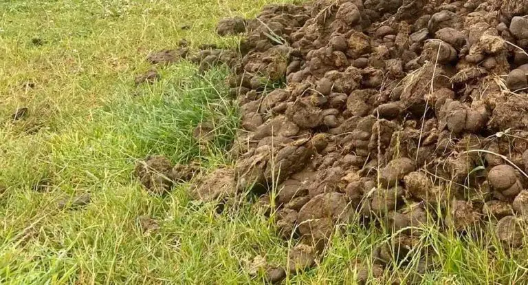 Is Horse Manure Good for Roses? (Which Roses and More)