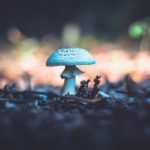 is mushroom compost good for roses