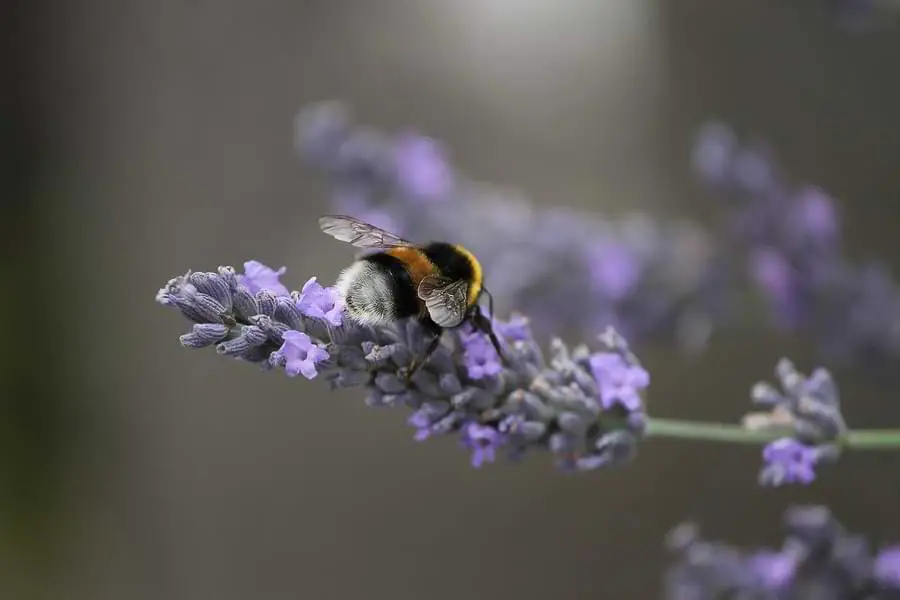bumblebee on lavender plant - pollinators
