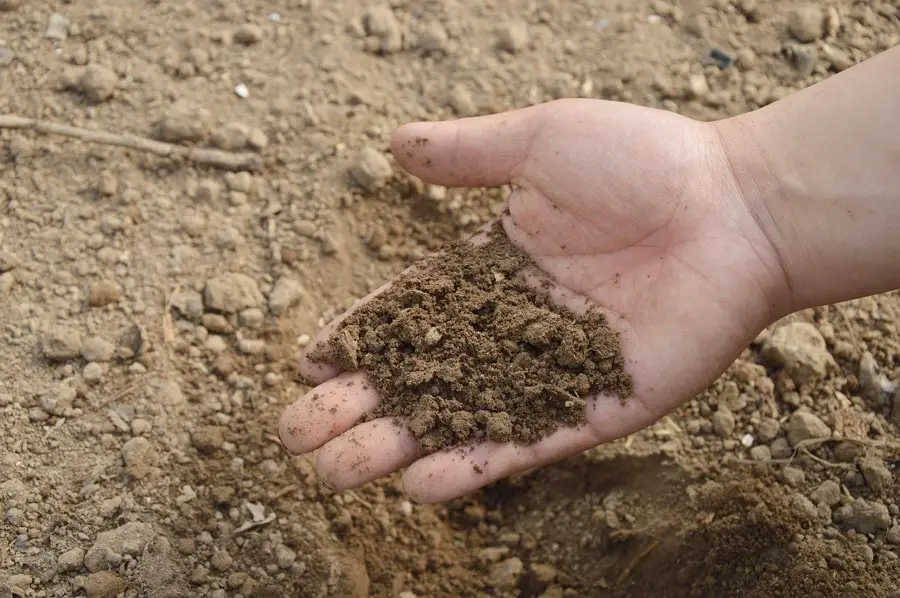 loamy soil
