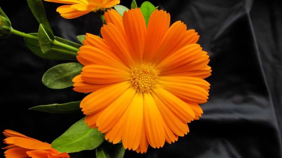 marigold flower