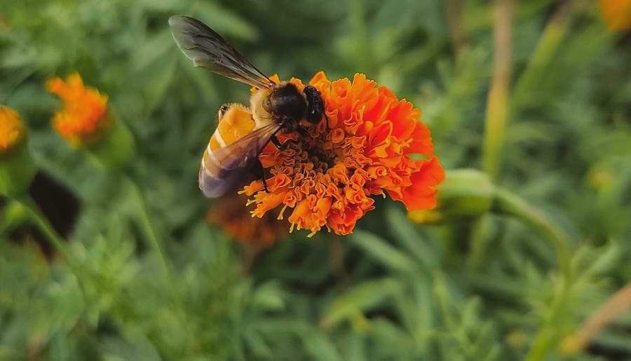 marigolds attract pollinaors