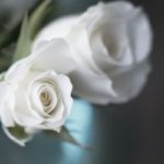 meaning of white roses