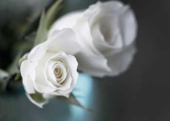 meaning of white roses
