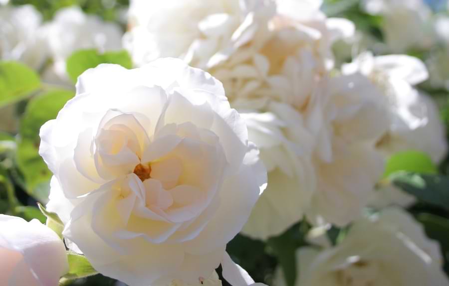 meaning of white roses