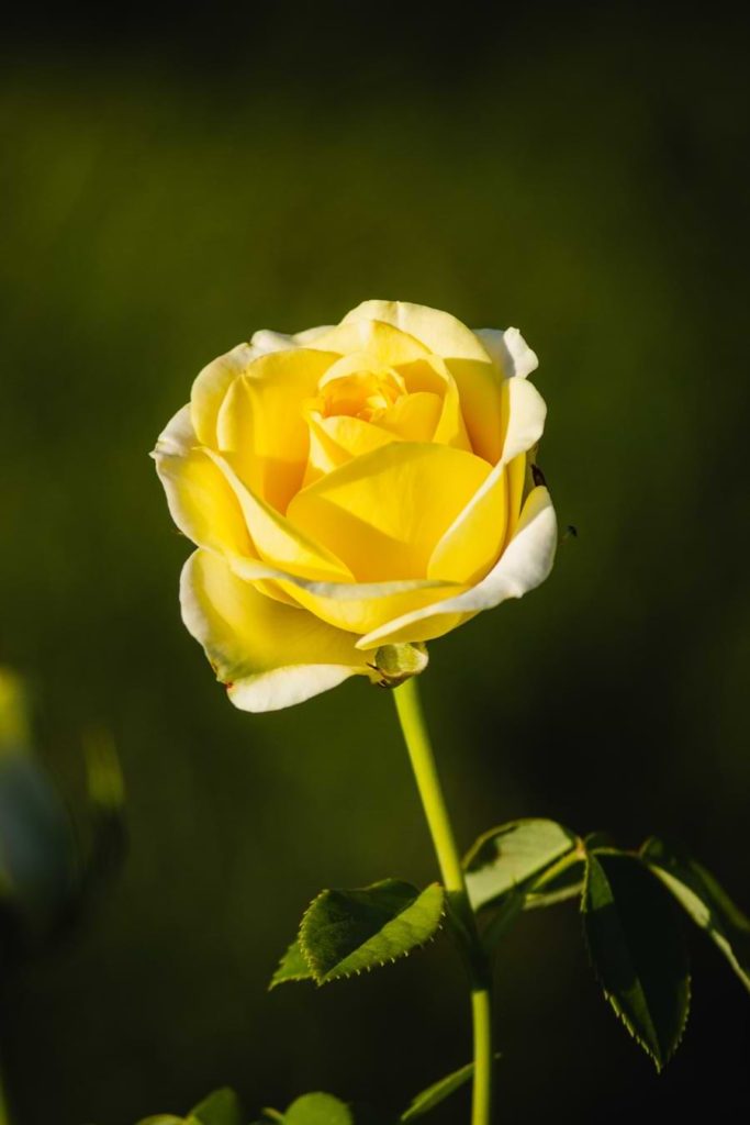 meaning of yellow roses