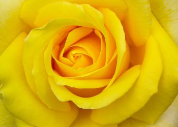 meaning of yellow roses
