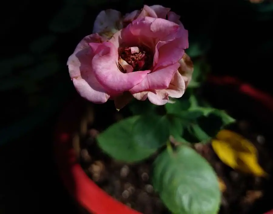 mini pot rose