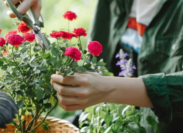 Make Cut Roses Last Longer 9 Easy Tips for More Rose Life