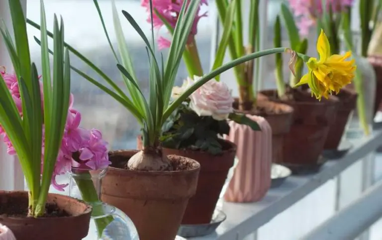 Can Miniature Roses Be Planted Outside? A Helpful Guide