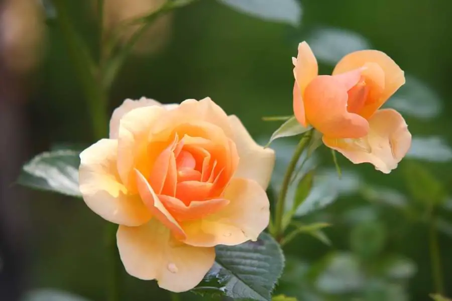 how long do mini rose plants live