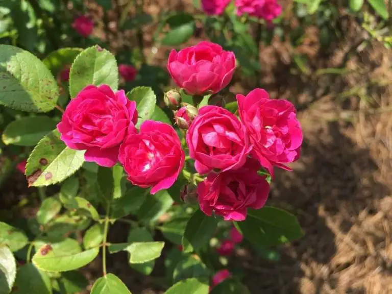 Bring a Mini Rose Plant Back to Life!