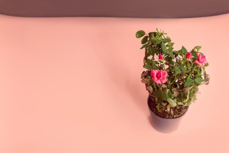 Best Soil for Miniature Roses Mini Roses, in Beds and Pots