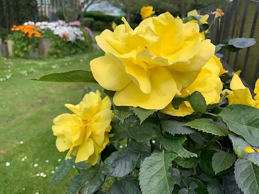 meaning of yellow roses