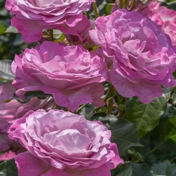 floribunda vs grandiflora- nicole carol miller rose
