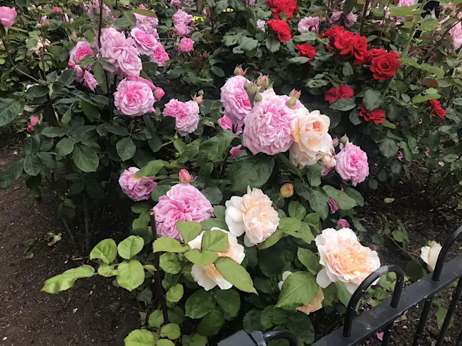 pink and white roses - types of roses
