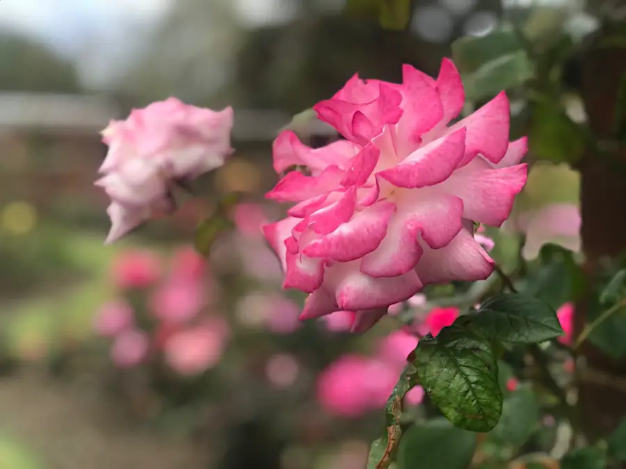 pink china rose