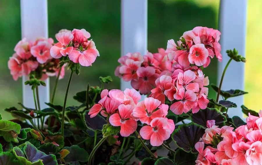 pink geraniums