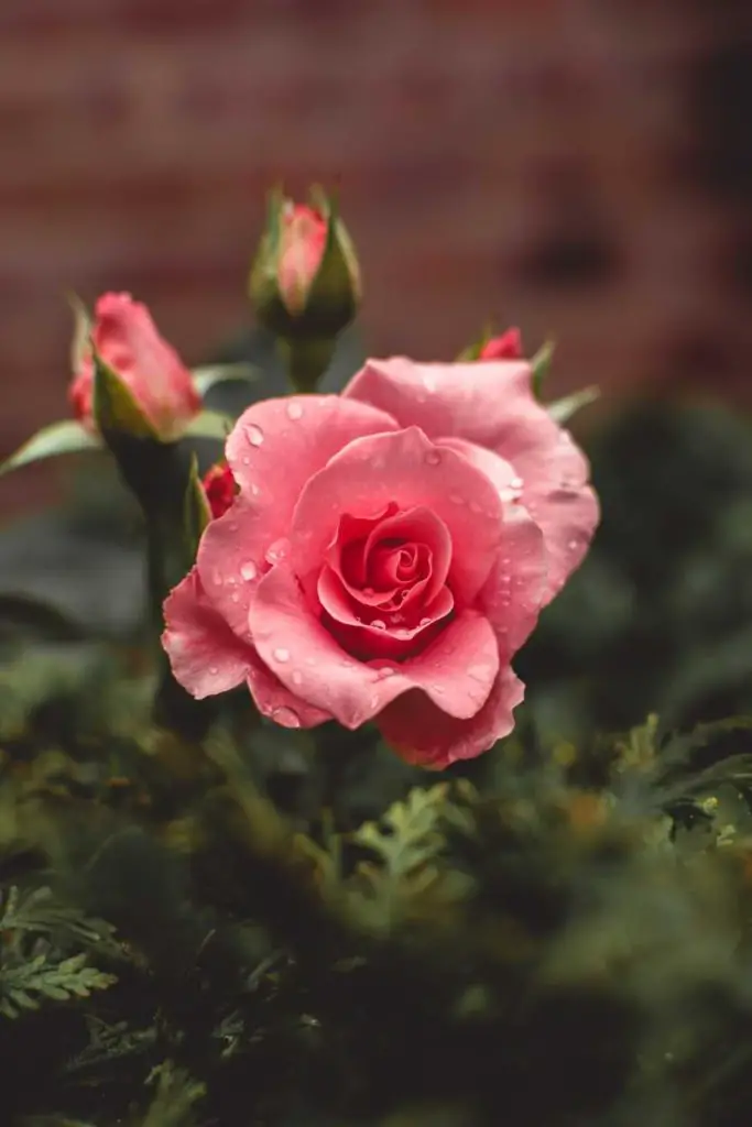 pink hybrid tea rose