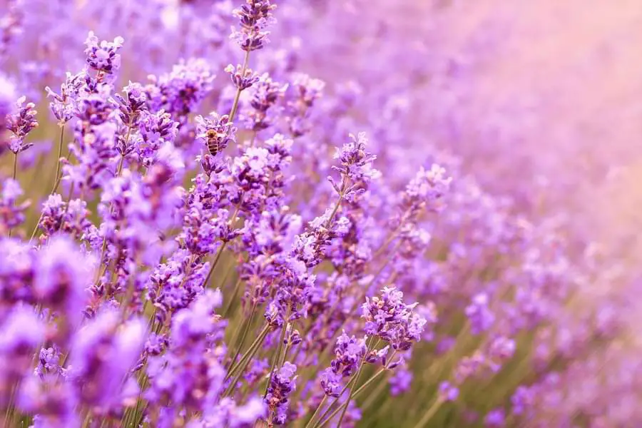 Roses and Lavender Together Make Great Companions, Here’s Why