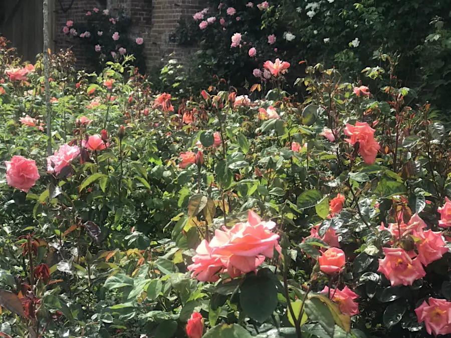 pink rose bushes