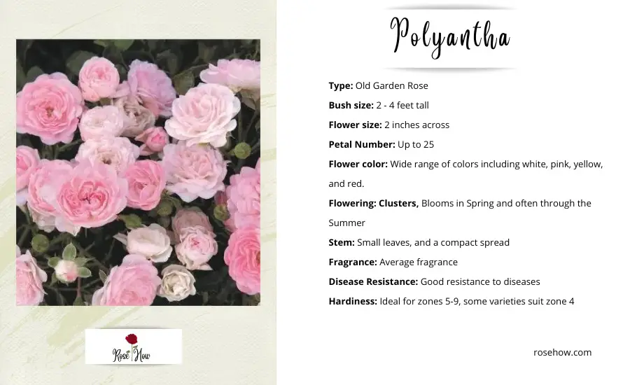 polyantha roses information