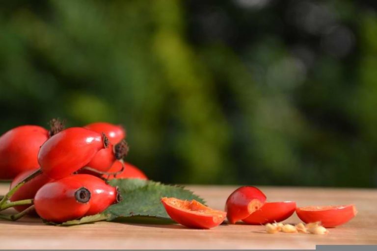 Are Rose Hips Edible? How to Prepare and Cook Rose Hips