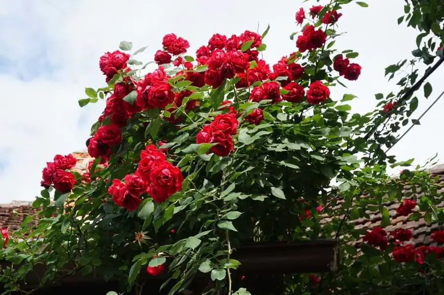 red floribunda rose bush