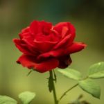 rose categories