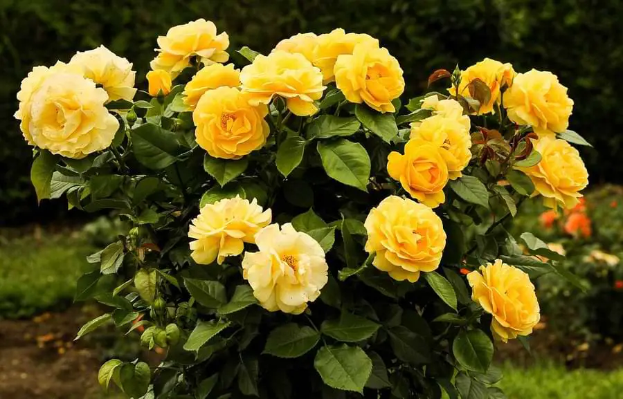 yellow rose bush