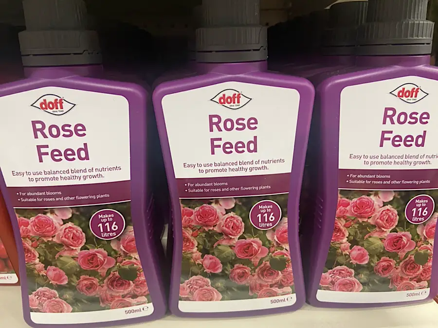 fertilizer for roses