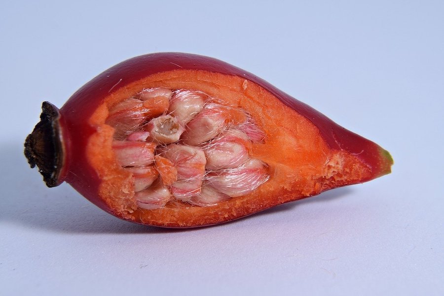 do roses have seeds - cross section of rose hip