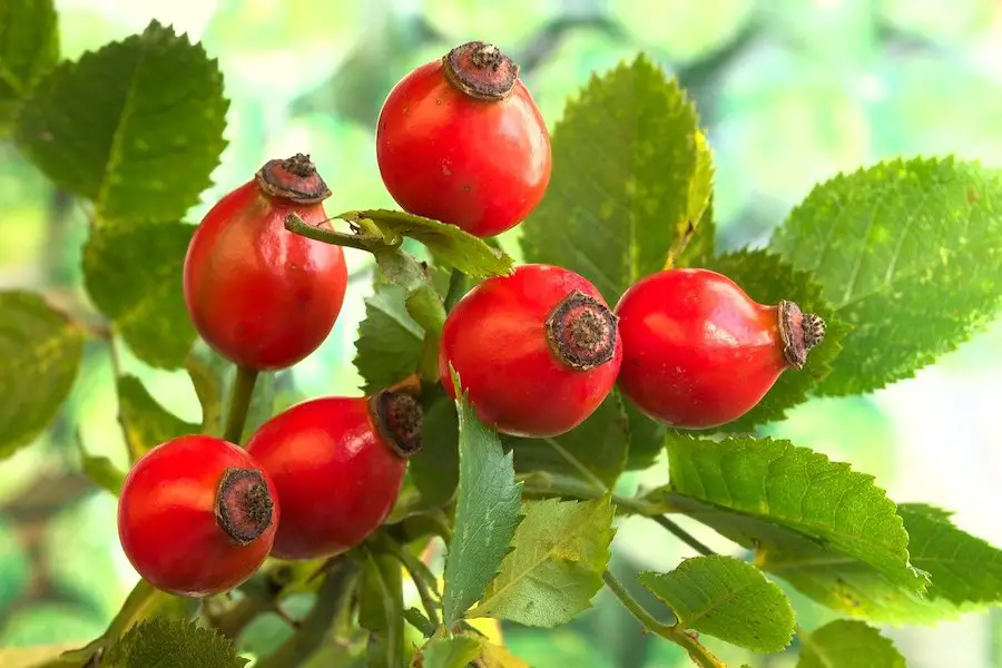 are rose hips edible