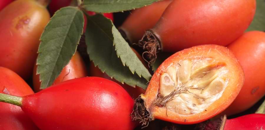 rose hips and seeds