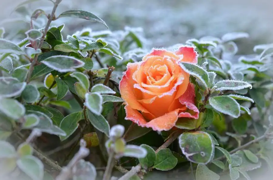 growing roses in cold climates