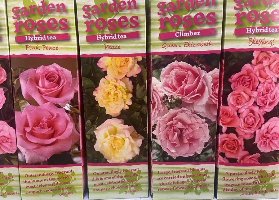 rose varieties