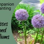 roses and alliums