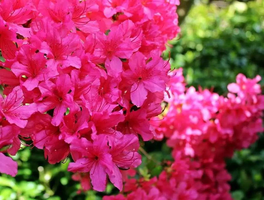 roses and azaleas together