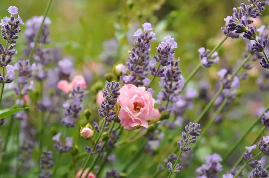 roses and lavender