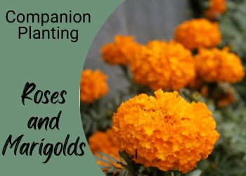 roses and marigolds - companion plants