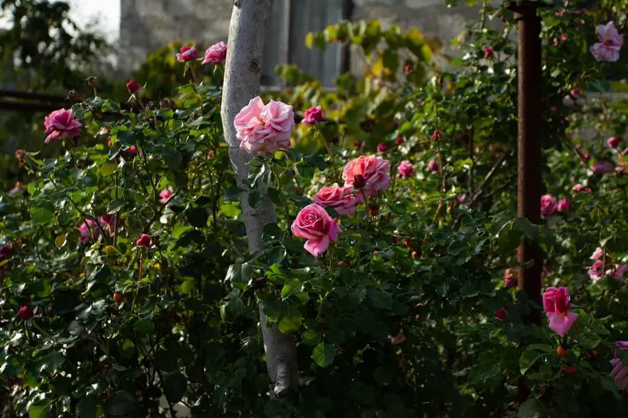shrub roses
