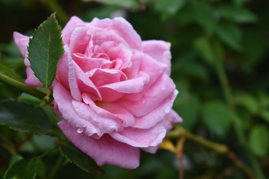single grandiflora rose