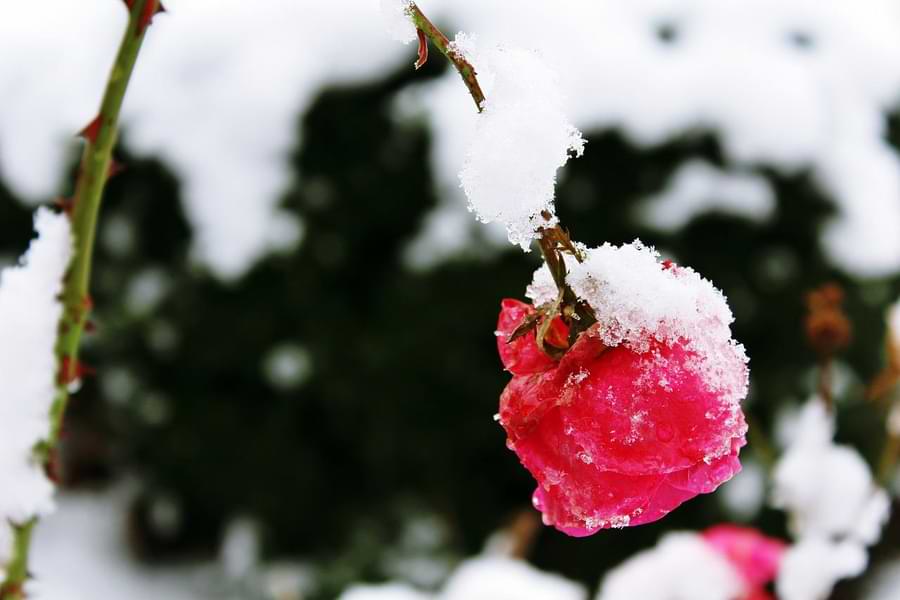 snow on rose