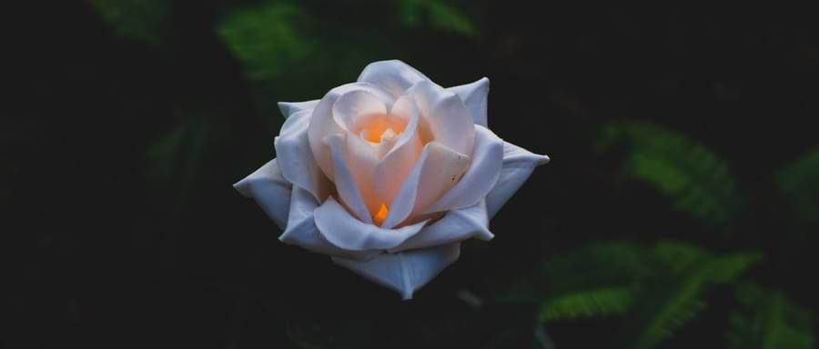 spiritual meaning of white roses