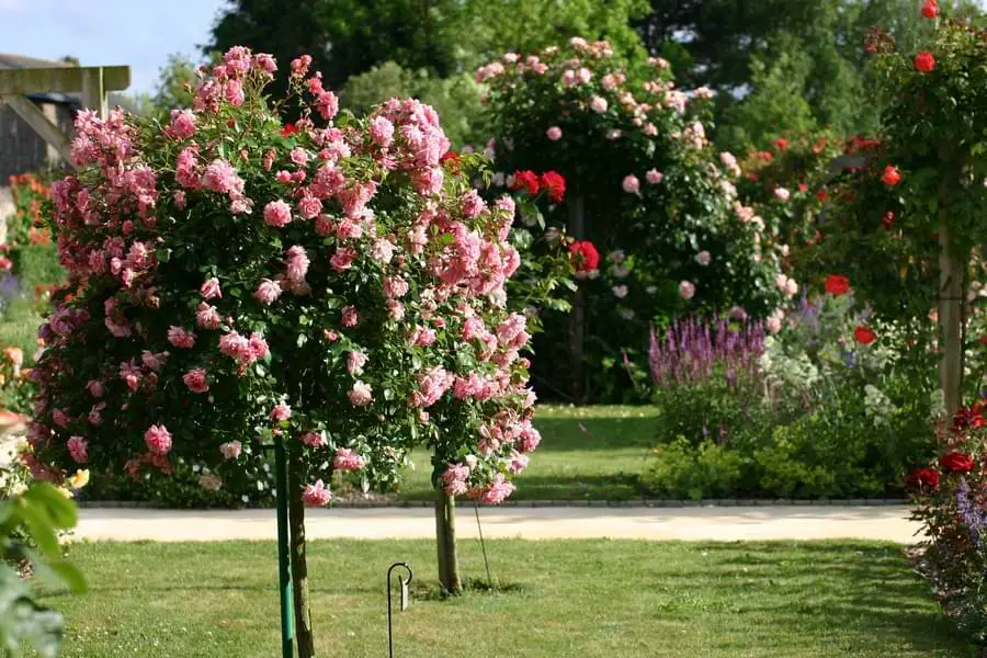 tree rose