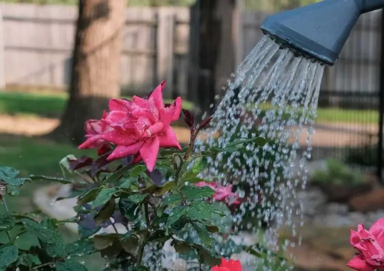 When to Water Roses All Rose Watering Questions [Answered]