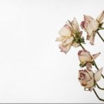 ways to dry roses