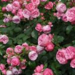 what are floribunda roses